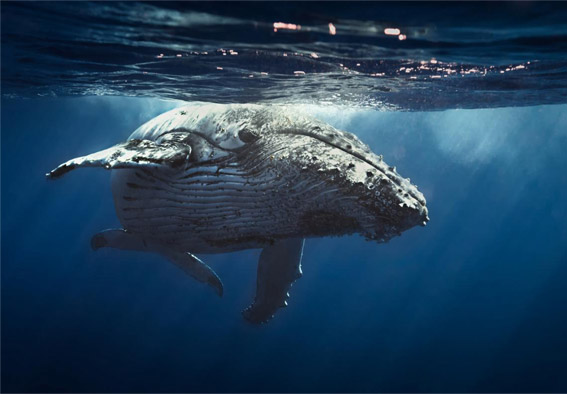 O sposobie działania, zwanym „Whale done” i nowym spojrzeniu na motywowanie pracowników